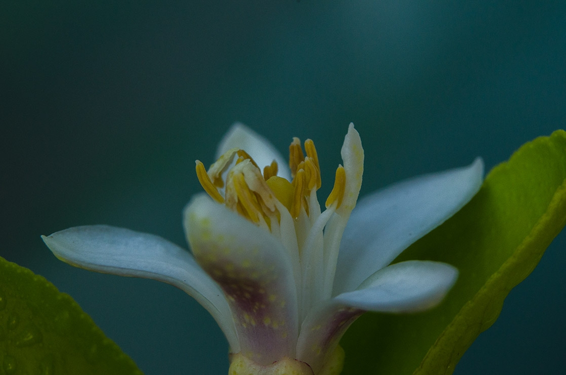 Flor de limón Flor de limón