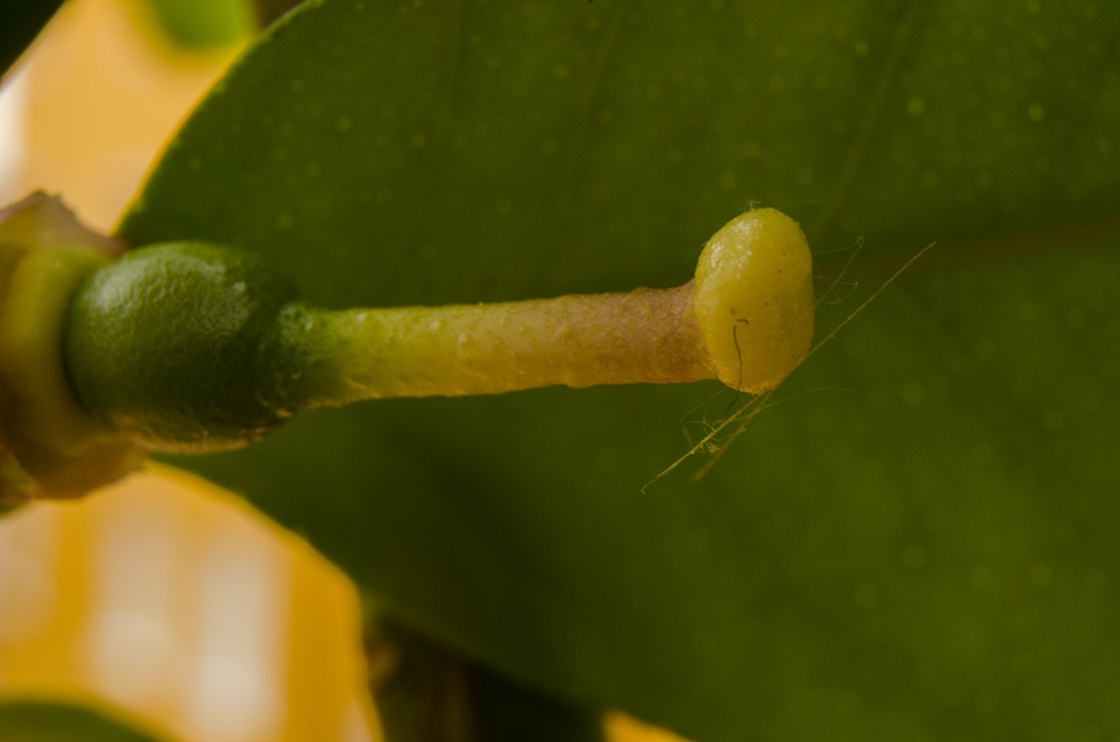 Limón Limón