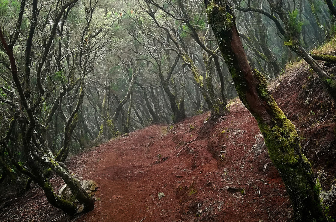 El nombre del mundo es Bosque Bosque en Alto Teno en Tenerife