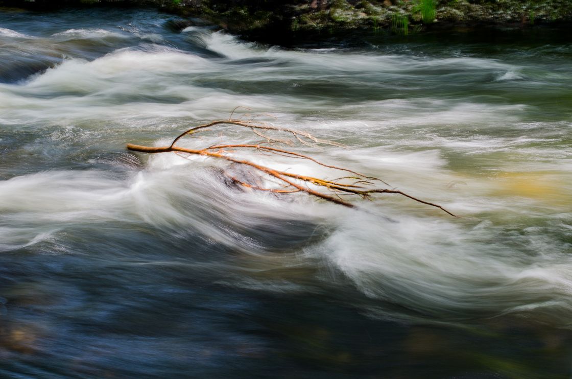 Rama en el río Rama en el río