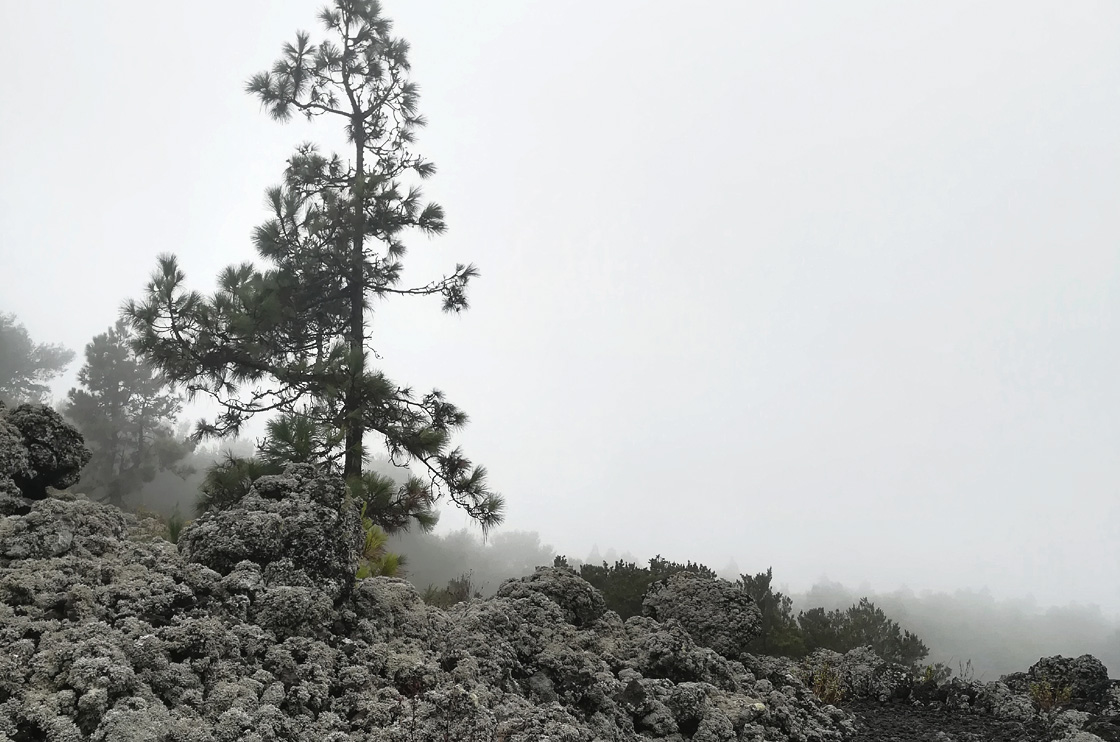 Bosque en niebla Bosque en niebla