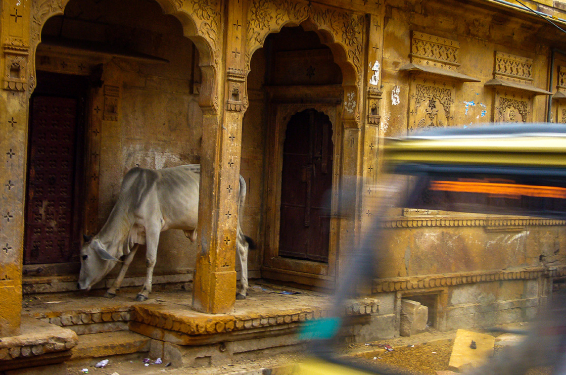 Jodhpur Una vaca en Jodhpur