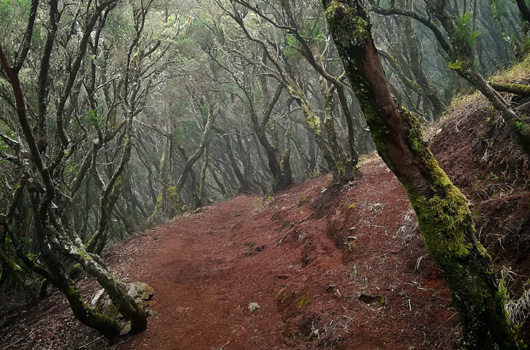 Bosques